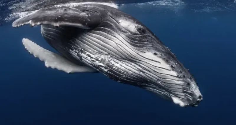 Australi: una megattera passa sotto la barca